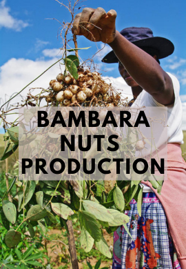 Nutrient Rich Harvest: The Resilient Art of Bambara Nuts Production in Zimbabwe.